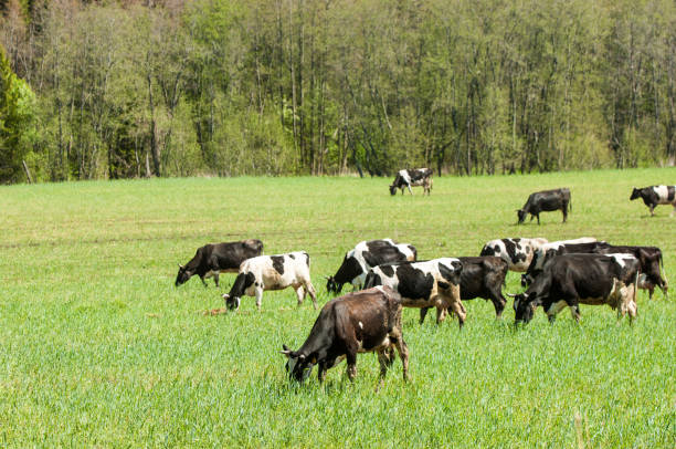 istock cow. kine. beefs. beef. bossy. neat 823707934