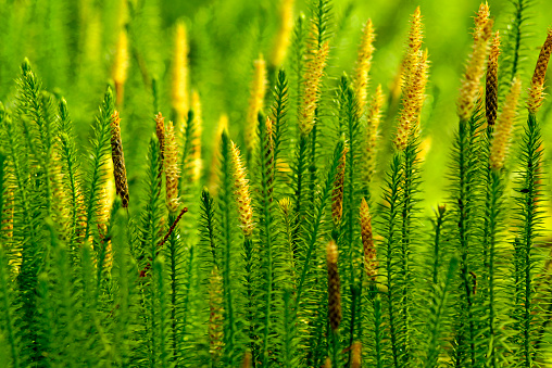 Horizontal closeup photo of a large group of green leaves and yellow flowers on Australian Kangaroo Paw plants growing in a garden in Spring