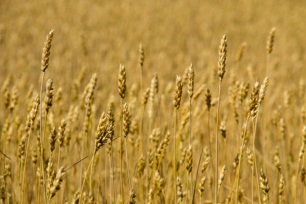 champ de close-up mûr blé doré - kansas wheat bread midwest usa photos et images de collection