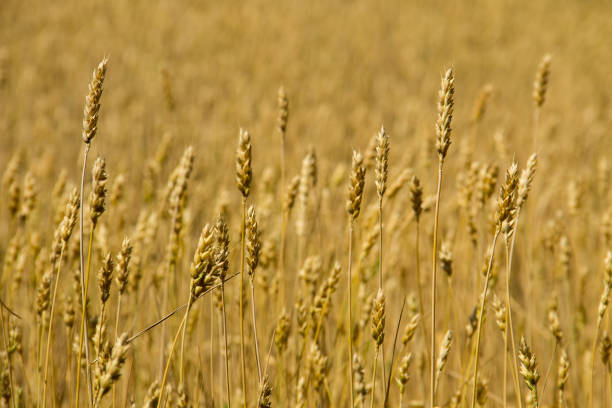 поле спелой золотой пшеницы крупным планом - kansas wheat bread midwest usa стоковые фото и изображения