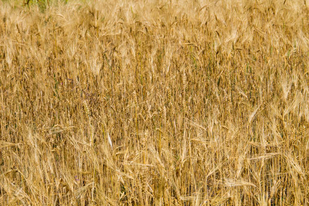 поле спелой золотой пшеницы крупным планом - kansas wheat bread midwest usa стоковые фото и изображения