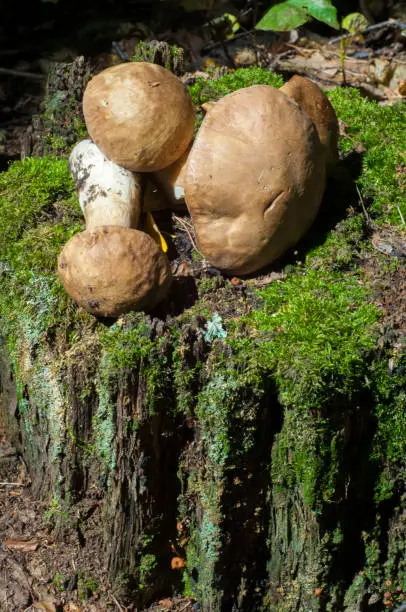Boletus edulis. California king bolete.  The fruit body has a large brown cap which on occasion can reach 35 cm (14 in) in diameter and 3 kg (6.6 lb)