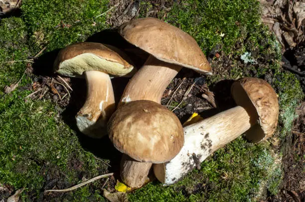 Boletus edulis. California king bolete.  The fruit body has a large brown cap which on occasion can reach 35 cm (14 in) in diameter and 3 kg (6.6 lb)