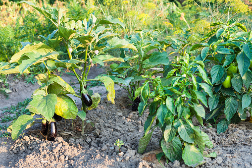 bell pepper and eggplant bushes at garden beds in summer season in Krasnodar region of Russia