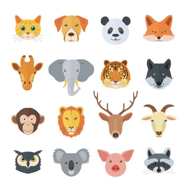 illustrations, cliparts, dessins animés et icônes de ensemble de faces animales - animal head illustrations