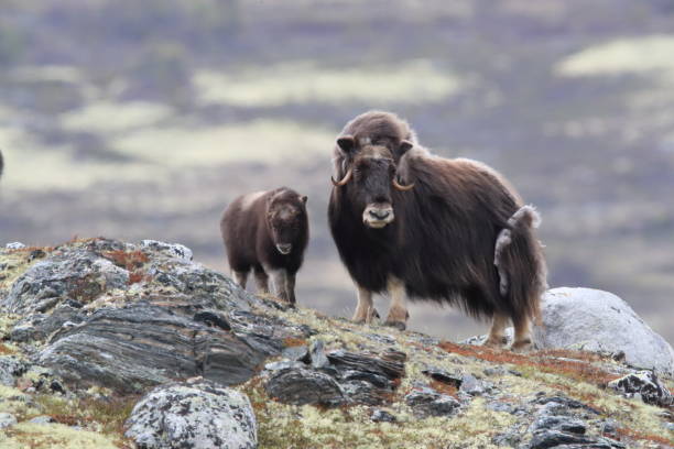 p.e. musk oxen dovrefjell parco nazionale norvegia - bue muschiato foto e immagini stock