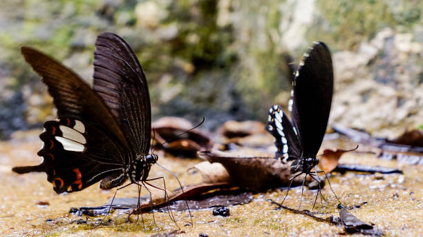 istock butterfly on the floor of the forest. 823715756