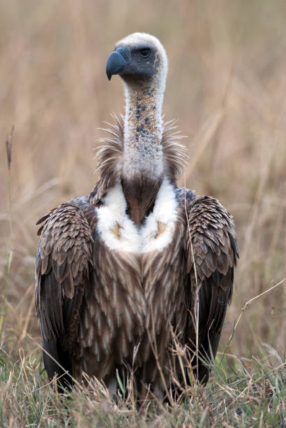Portrait of Gryphon vulture Ruppella (Gyps rueppellii), Kenya