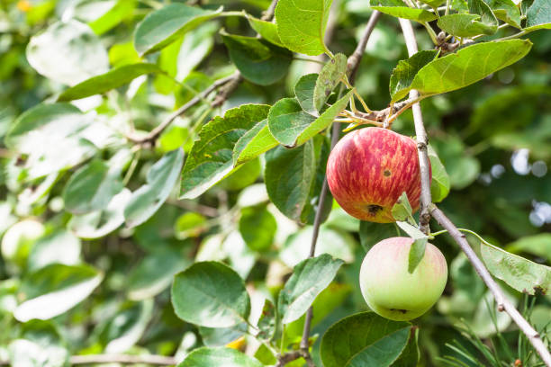 istock branch with ripering apples in garden in summer 823715864