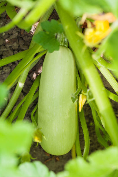 istock ripe courgette in leaves in garden 823716416