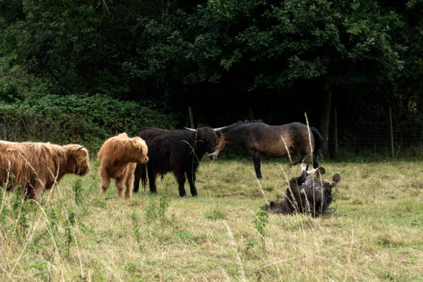 istock Highland cattle looking at a horse 823718676