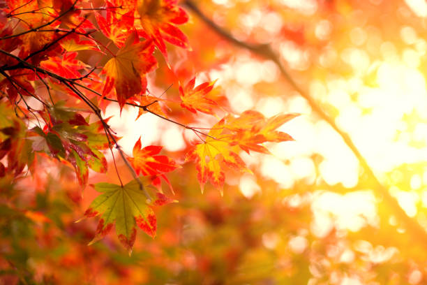 istock Japan autumn travel nature background. Red Maple leaf tree in Osaka. 823719036