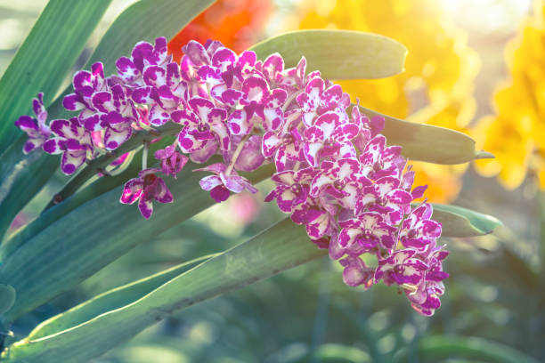 Orchid flower in garden at winter, spring for postcard, beauty and agriculture idea concept design. Orchids are export business products of Thailand that make a lot of money. Rhynchostylis gigantea. Orchid flower in garden at winter, spring for postcard, beauty and agriculture idea concept design. Orchids are export business products of Thailand that make a lot of money. Rhynchostylis gigantea. rhynchostylis gigantea orchid stock pictures, royalty-free photos & images