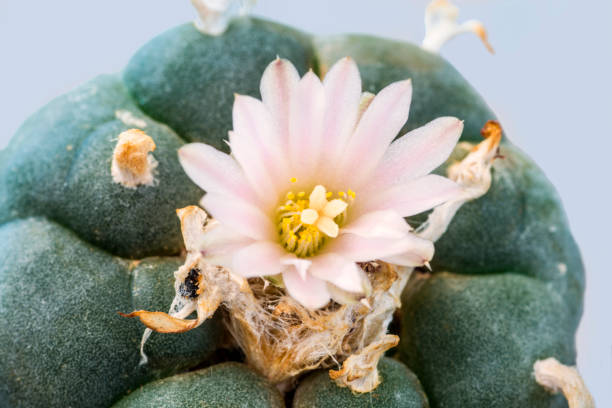 Peyote cactus with flower Peyote cactus with flower peyote cactus stock pictures, royalty-free photos & images