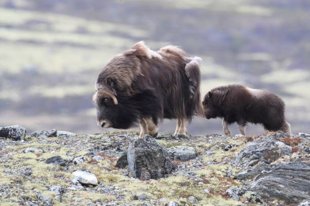 istock Musk oxEn Dovrefjell National Park Norway 823719868