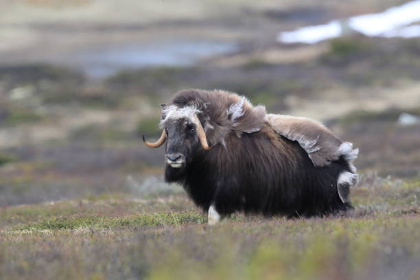 istock Musk oxEn Dovrefjell National Park Norway 823722414