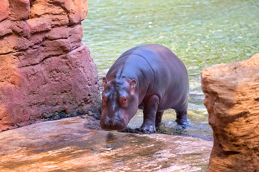 Baby Hippo Pictures | Download Free Images on Unsplash
