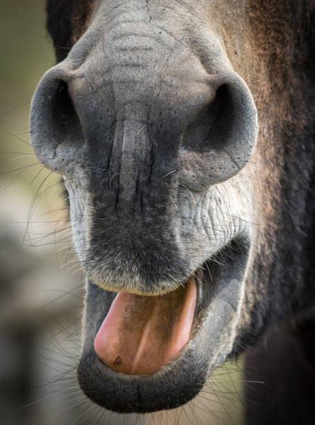 istock Close-up of a donkey's mouth 823722844