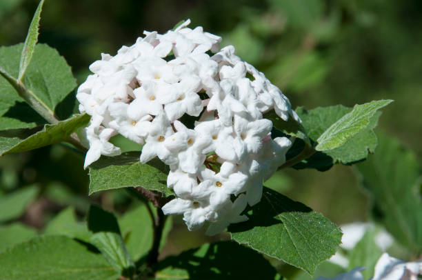 istock viburnum carlesii white fragrant flower 823722928