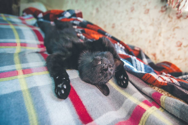 Small cute sleeping black cat. stock photo