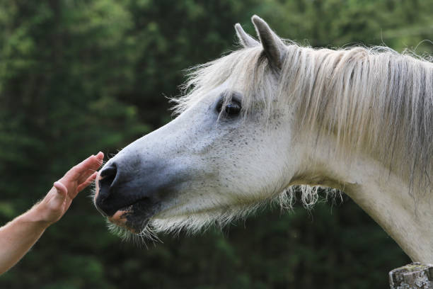 istock single horse on meadow in Scotland 823723194