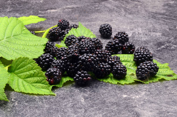 blackberry en fondo negro - blackberry fruit mulberry isolated fotografías e imágenes de stock