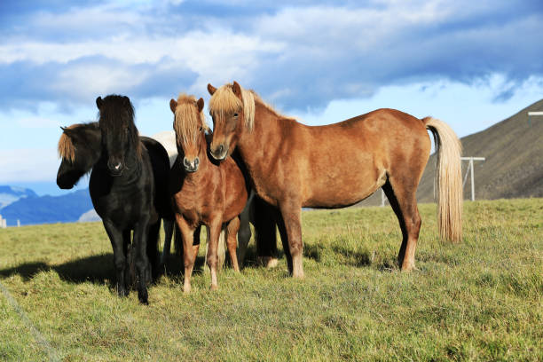 horse love, black and white on the meadow, Iceland horse love, black and white on the meadow, Iceland playground spring horse stock pictures, royalty-free photos & images