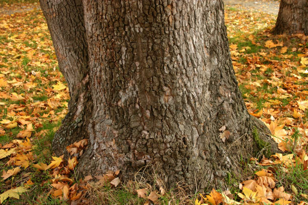 istock Autumn in the woods 823726484