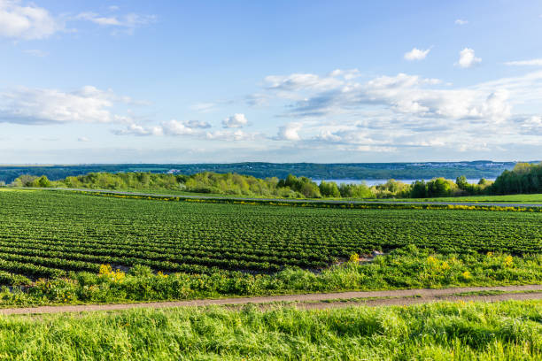 пейзаж вид на ферму в иль-д'орлеан, квебек, канада с зелеными рядами растений - plowed field field fruit vegetable стоковые фото и изображения