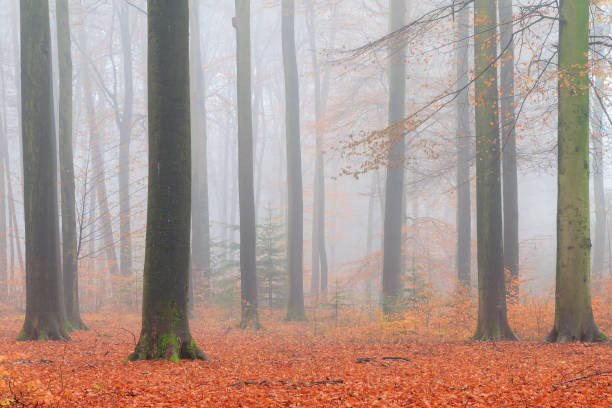 istock Mist in autumn in the forest 823729940