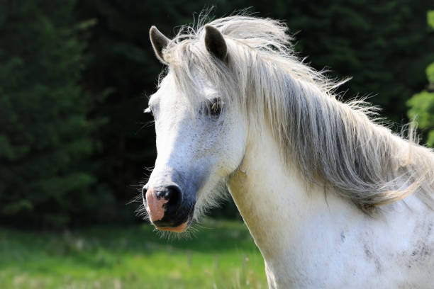 istock single horse on meadow in Scotland 823730214