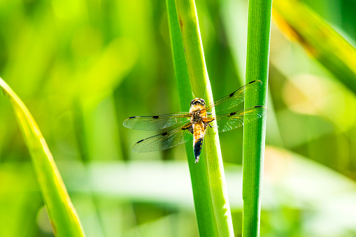 Broad-bodied chaser sitting at a pond, female