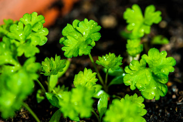 Parsley, closeup of the herb