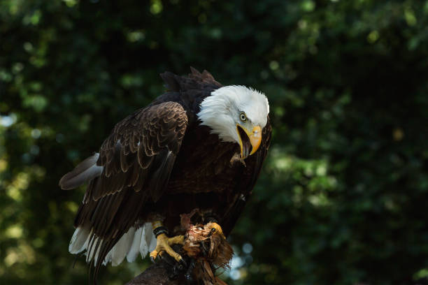 istock Close-up portrait of a bald eagle looking to the right (lat. haliaeetus leucocephalus) 823736874