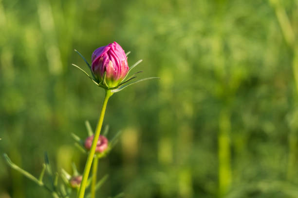 just a photo of nature