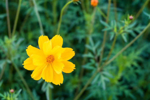 istock Cosmos flower (Cosmos Bipinnatus) in the garden 823737128