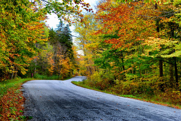 istock Road in Autumn foliage in New England 823737778