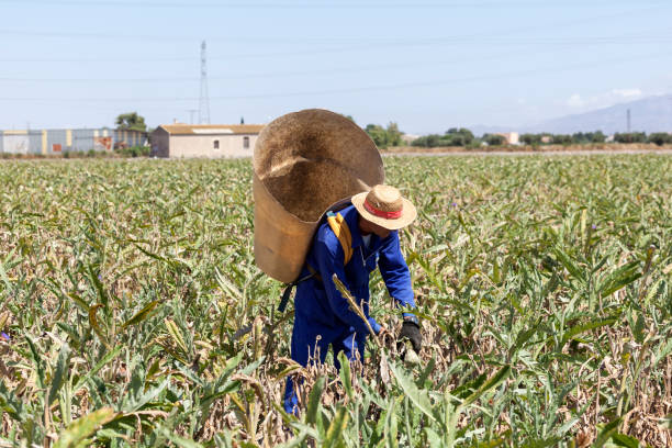 Murcia, Spain - June 5, 2017: Harvester with a big basket in an artichoke field in southern Spain
