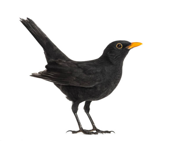 istock Side view of a blackbird, isolated on white 823743754