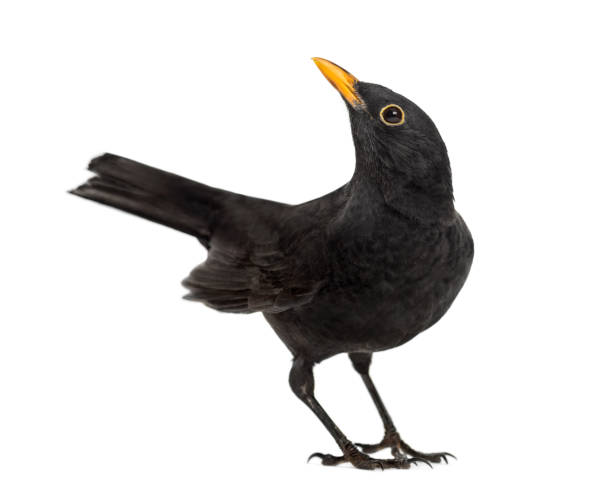 istock Blackbird Turdus merula looking up , isolated on white 823743758