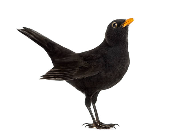 istock Blackbird Turdus merula , isolated on white 823743760