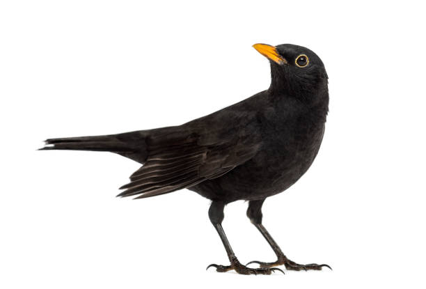 istock Blackbird Turdus merula looking up , isolated on white 823743770