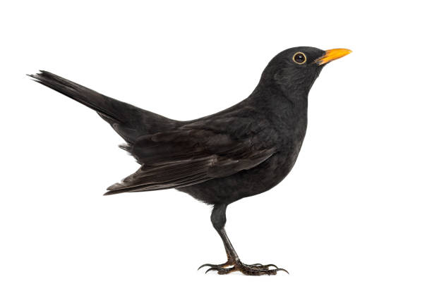 istock Blackbird Turdus merula , isolated on white 823743778