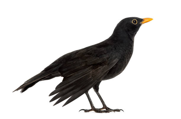 istock Blackbird Turdus merula , isolated on white 823743788