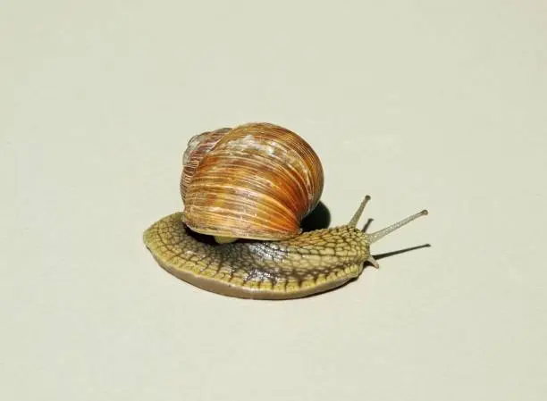 Molluscum. Grape snail with antennas