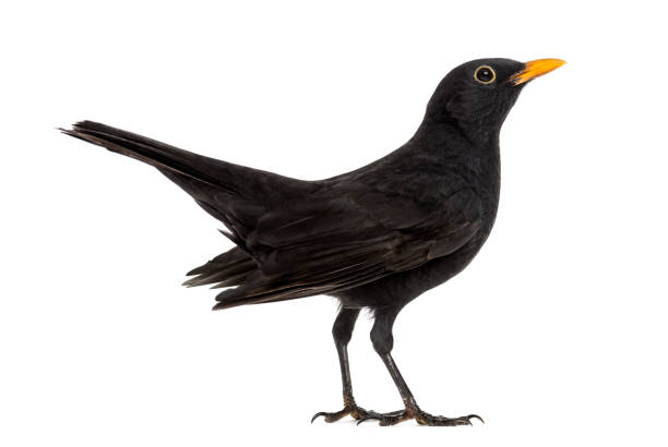 istock Blackbird Turdus merula , isolated on white 823743792