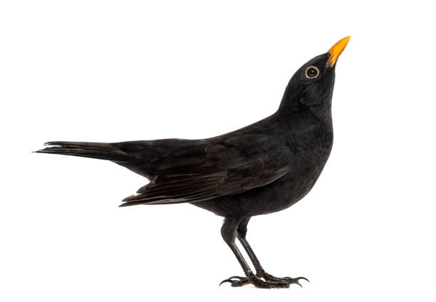 istock Blackbird Turdus merula looking up , isolated on white 823743802
