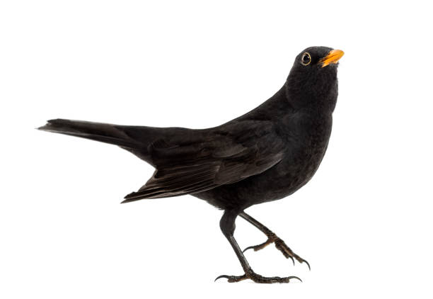 istock Blackbird Turdus merula looking up , isolated on white 823743804