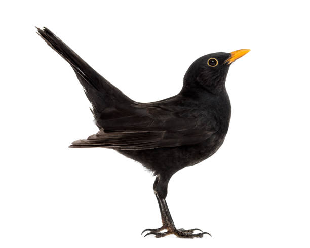 istock Blackbird Turdus merula , isolated on white 823743818