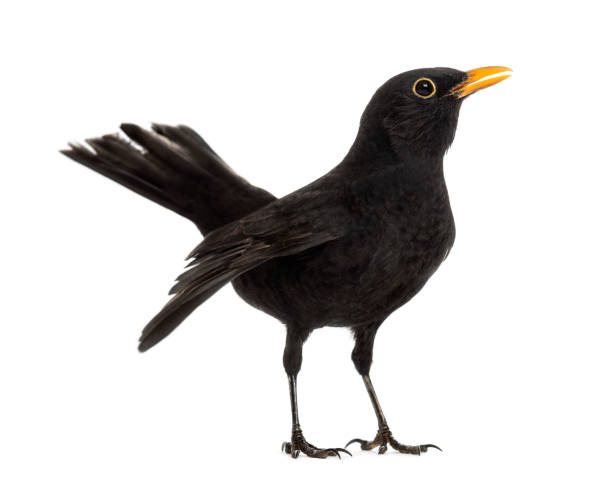 istock Blackbird Turdus merula , isolated on white 823743826